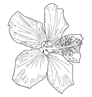380x400 Hibiscus Flower Drawing