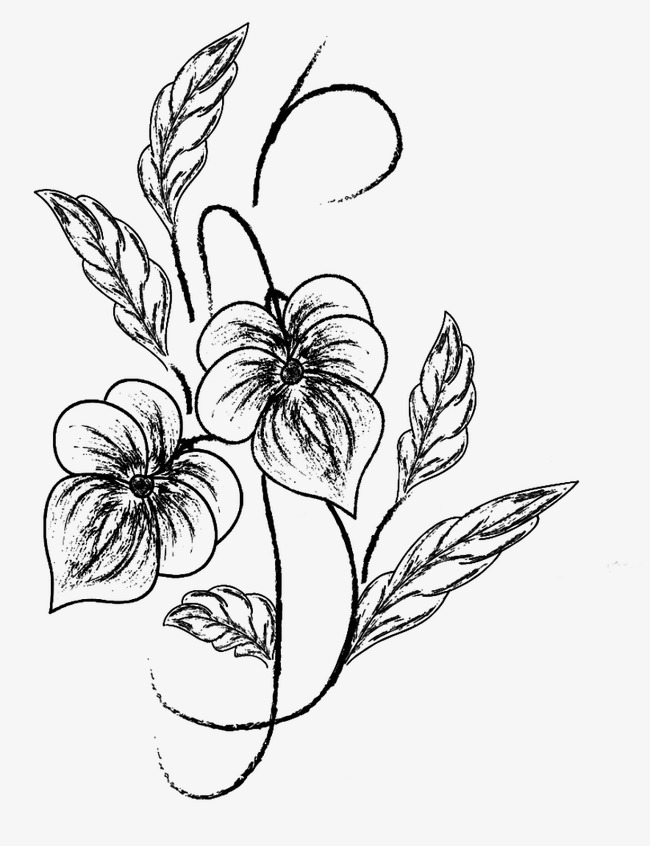 650x846 Flower Sketch, Black, Pencil Drawing, Plant Png Image For Free