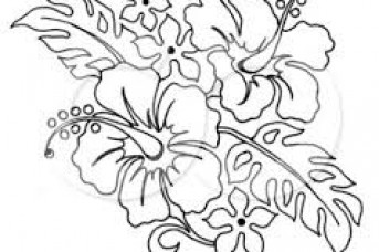 343x228 Hibiscus Flower Line Drawing
