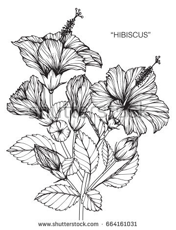360x470 Photos Hibiscus Plant Drawn Sketches,