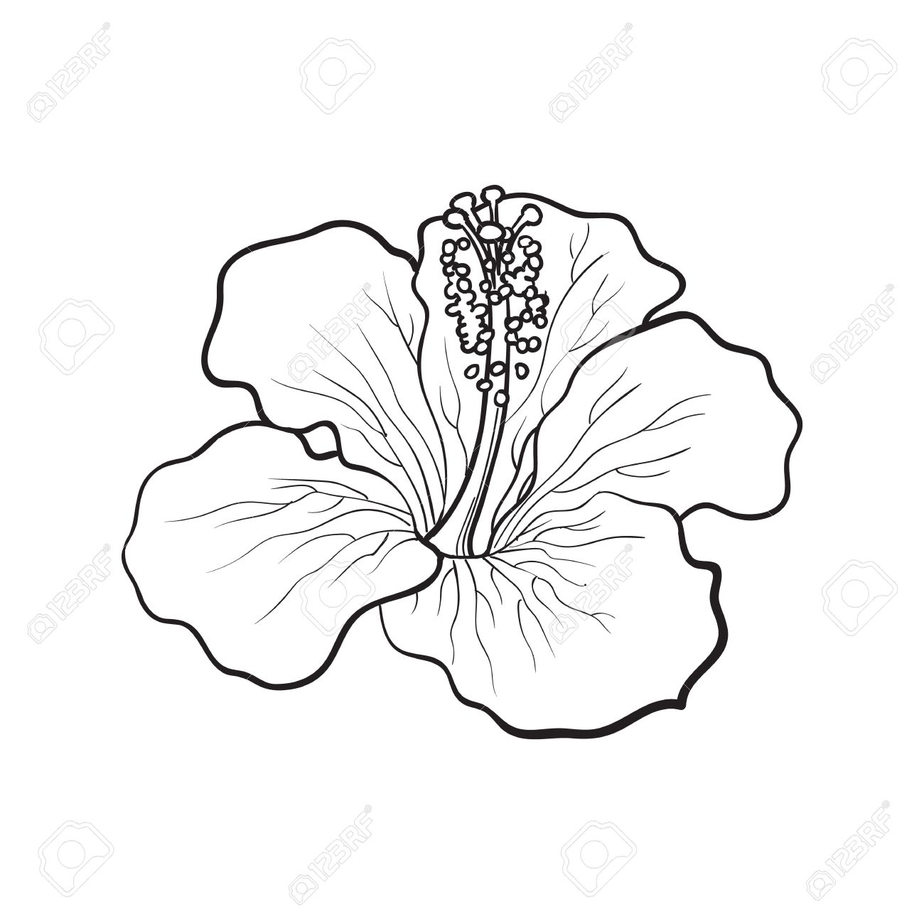 1300x1300 Tropical Flowers Drawing Thin Blog