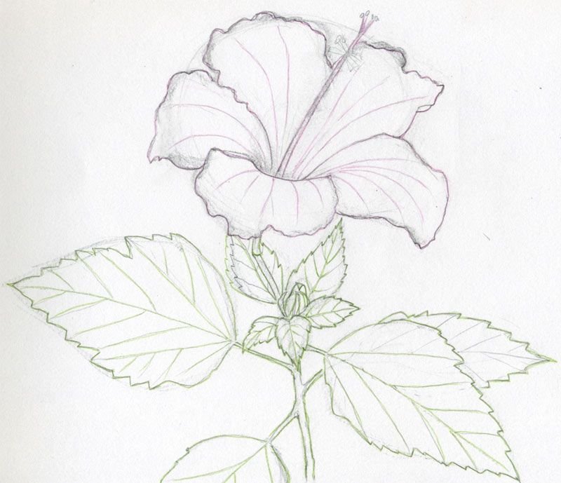 800x689 Drawing Roses Roses And More Roses Sketches, Color