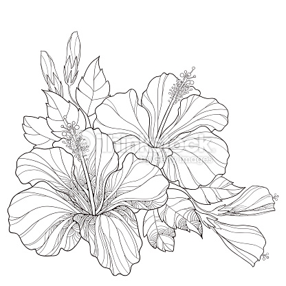 416x416 Drawn Bouquet Hibiscus