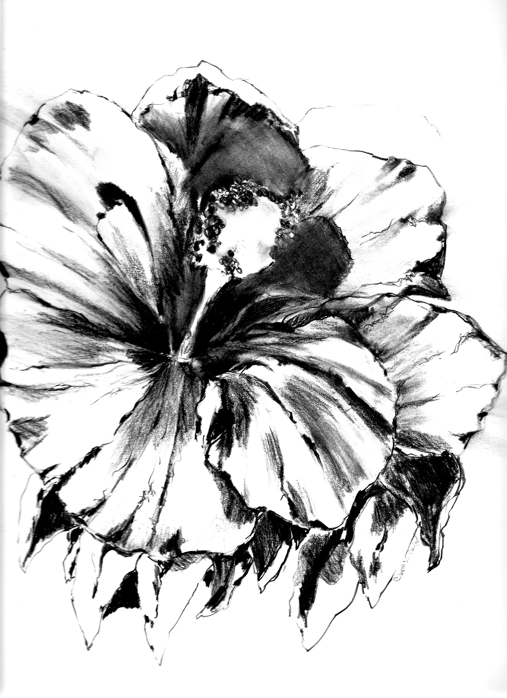 Hibiscus Pencil Drawing at GetDrawings Free download