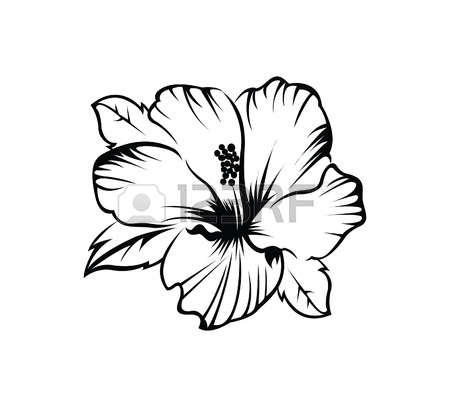 450x407 Drawn Hibiscus Hibiscus Plant