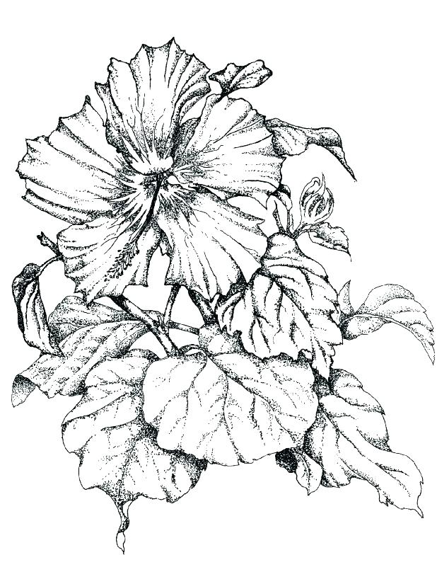 618x801 Hibiscus Flower Coloring Pages Hibiscus Flower Coloring Pages
