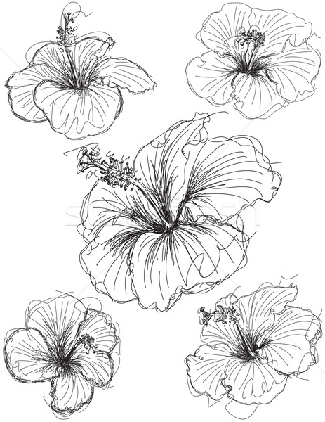 463x600 Hibiscus Flower Sketches Vector Illustration Zackery Blanton