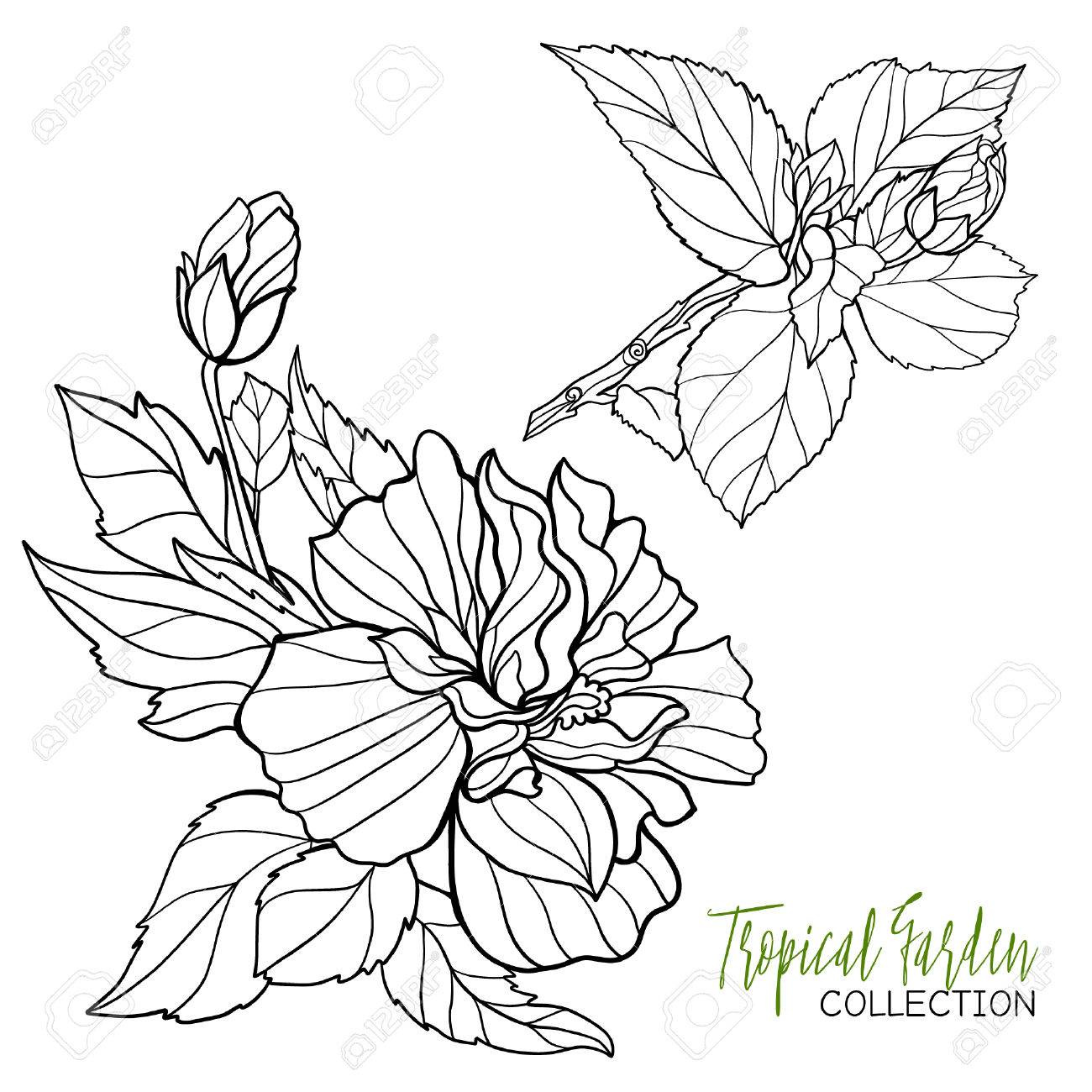 1300x1300 Hibiscus. Tropical Plant. Vector Illustration. Coloring Book