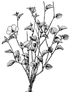 250x314 Malvaceae (Mallow Family)