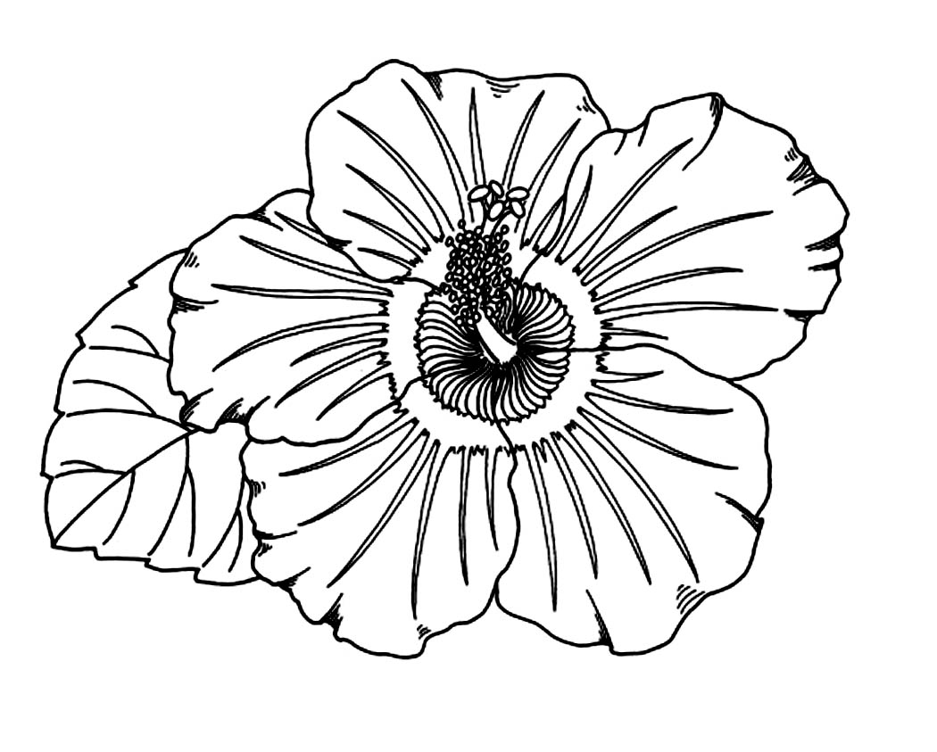 1050x843 Free Printable Hibiscus Coloring Pages For Kids