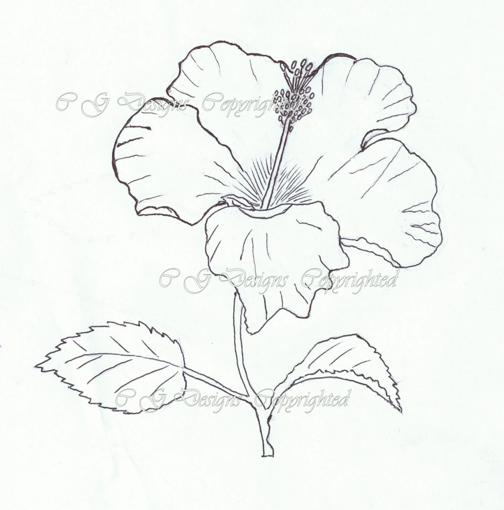 1012x1024 Drawn Hibiscus Sketch