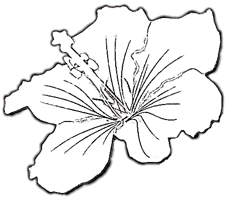 459x402 Free Hibiscus Flowers Tattoo Design