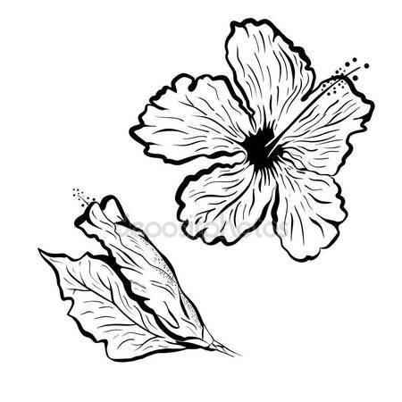 450x450 Hibiscus Flower In Tattoo Style. Black And White, Graphic Tropical