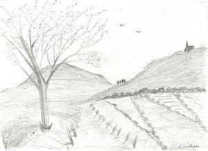 300x219 Trees Hill Drawings