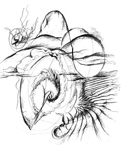 250x300 Hills Drawings