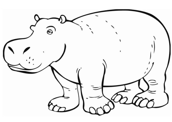600x425 Hippopotamus