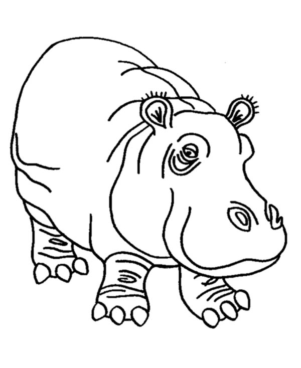 600x734 Hippopotamus