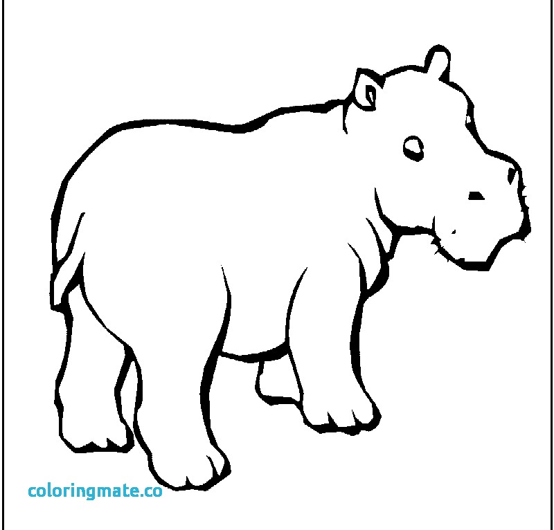 800x766 Hippo Coloring Pages Elegant Hippopotamus Coloring Page