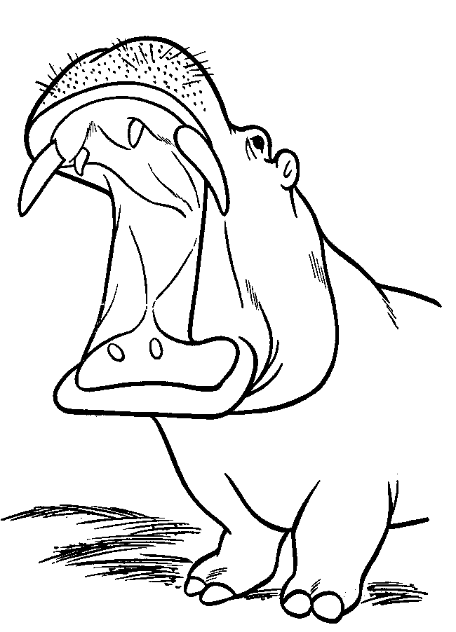 650x902 Hippopotamus (Hippo) Coloring Page