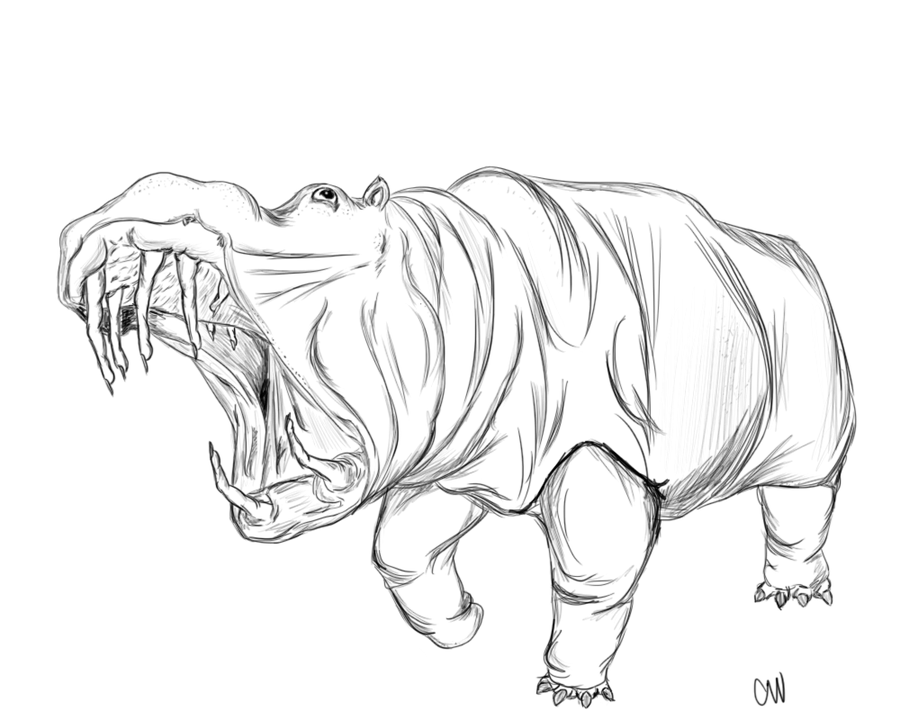 Hippo Line Drawing at GetDrawings | Free download