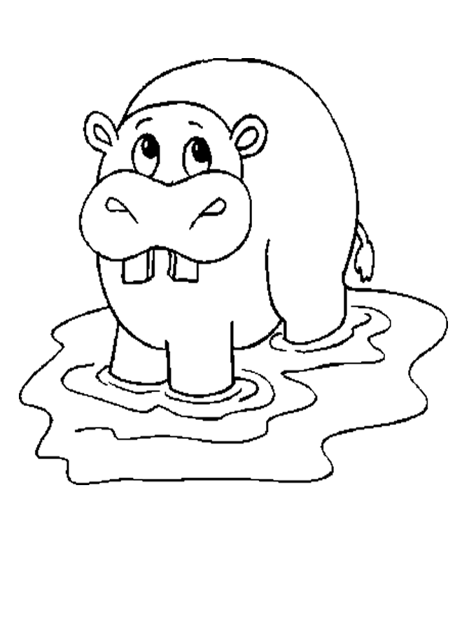 650x900 Hippo Pictures For Kids