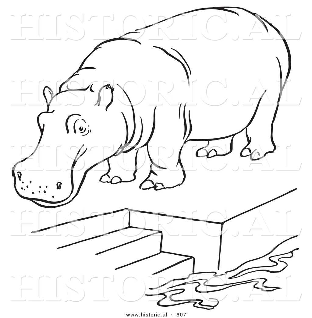 1024x1044 Hippopotamus Drawing In Water