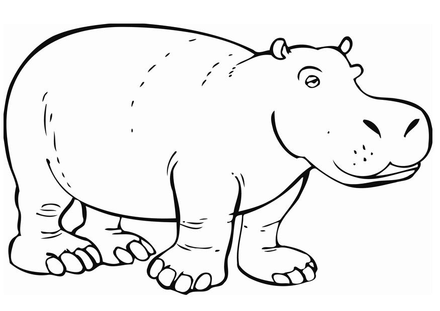 875x620 Coloring Page Hippopotamus