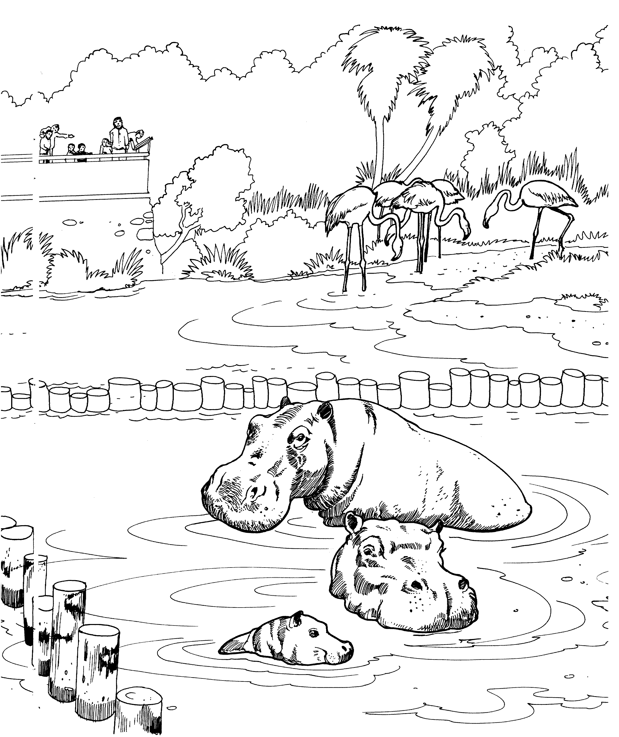 2443x2909 Free Hippo Coloring Pages