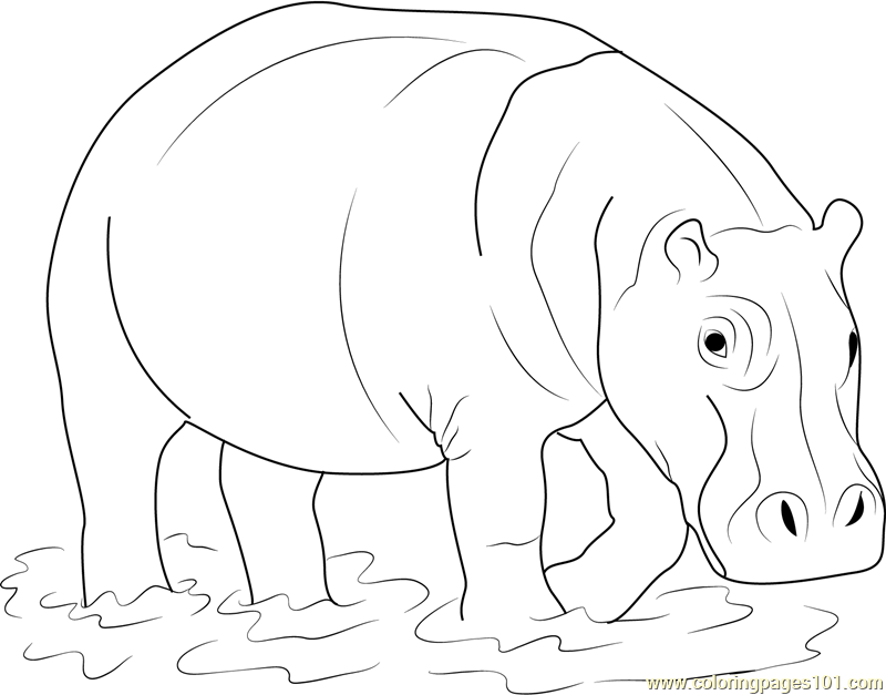 800x627 Hippopotamus In Water Coloring Page