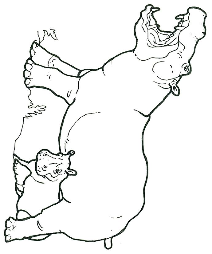 690x825 Top Rated Hippo Coloring Pages Pictures Hippopotamus Pictures