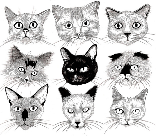 500x434 Cats Cat, Illustrations And Drawings