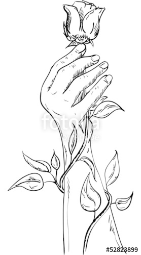 278x500 Hand Holding A Rose Stock Image And Royalty Free Vector Files