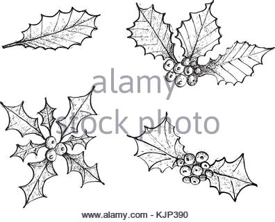 396x320 Holly Leaves And Berries Hand Drawn Icon, Outline Sketch Doodle
