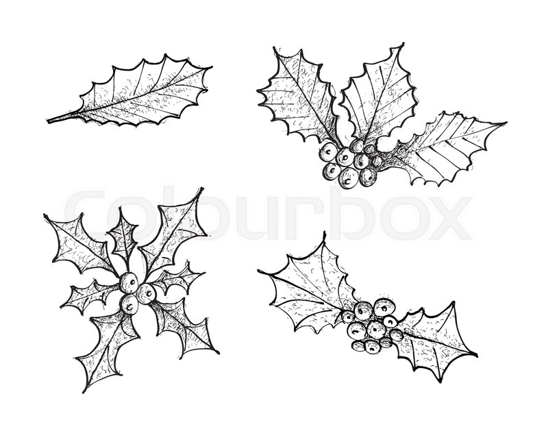 800x626 Illustration Hand Drawn Sketch Collection Of Holly Berries