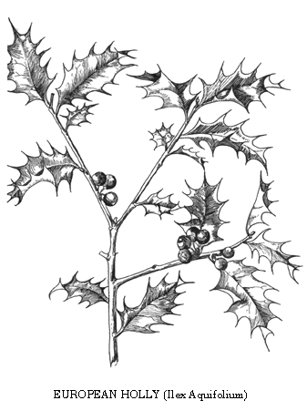 Holly Berries Drawing at GetDrawings | Free download