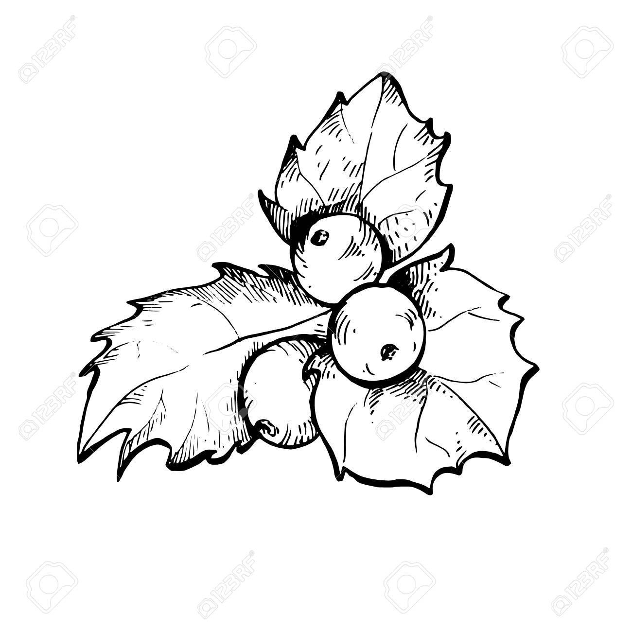 1300x1300 Holly Berry Sketch Illustration Royalty Free Cliparts, Vectors