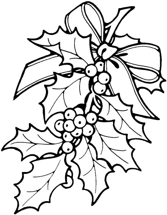 560x720 Gallery Christmas Holly Drawing,