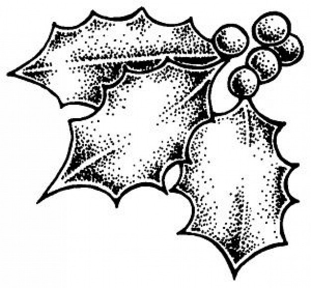 626x580 Holly Berry Vectors, Photos And Psd Files Free Download