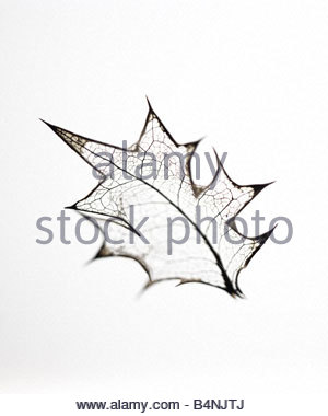 300x380 Holly Leaf Skeleton Stock Photo, Royalty Free Image 5041614
