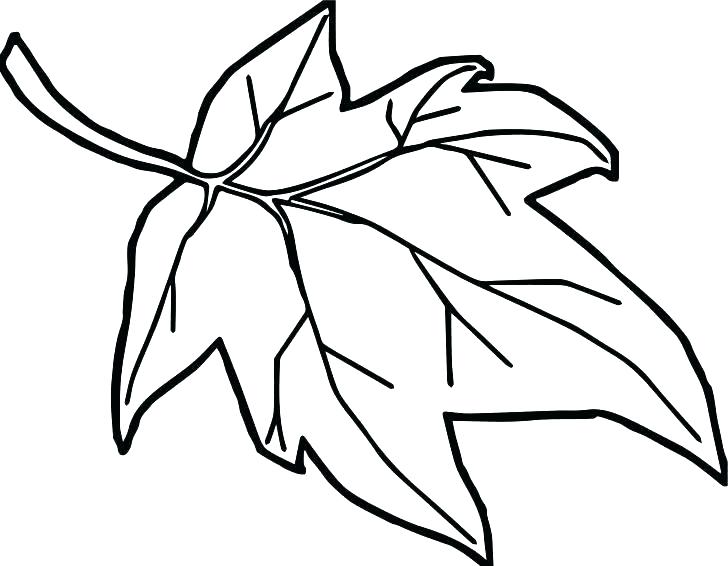 728x566 Leaves Coloring Page