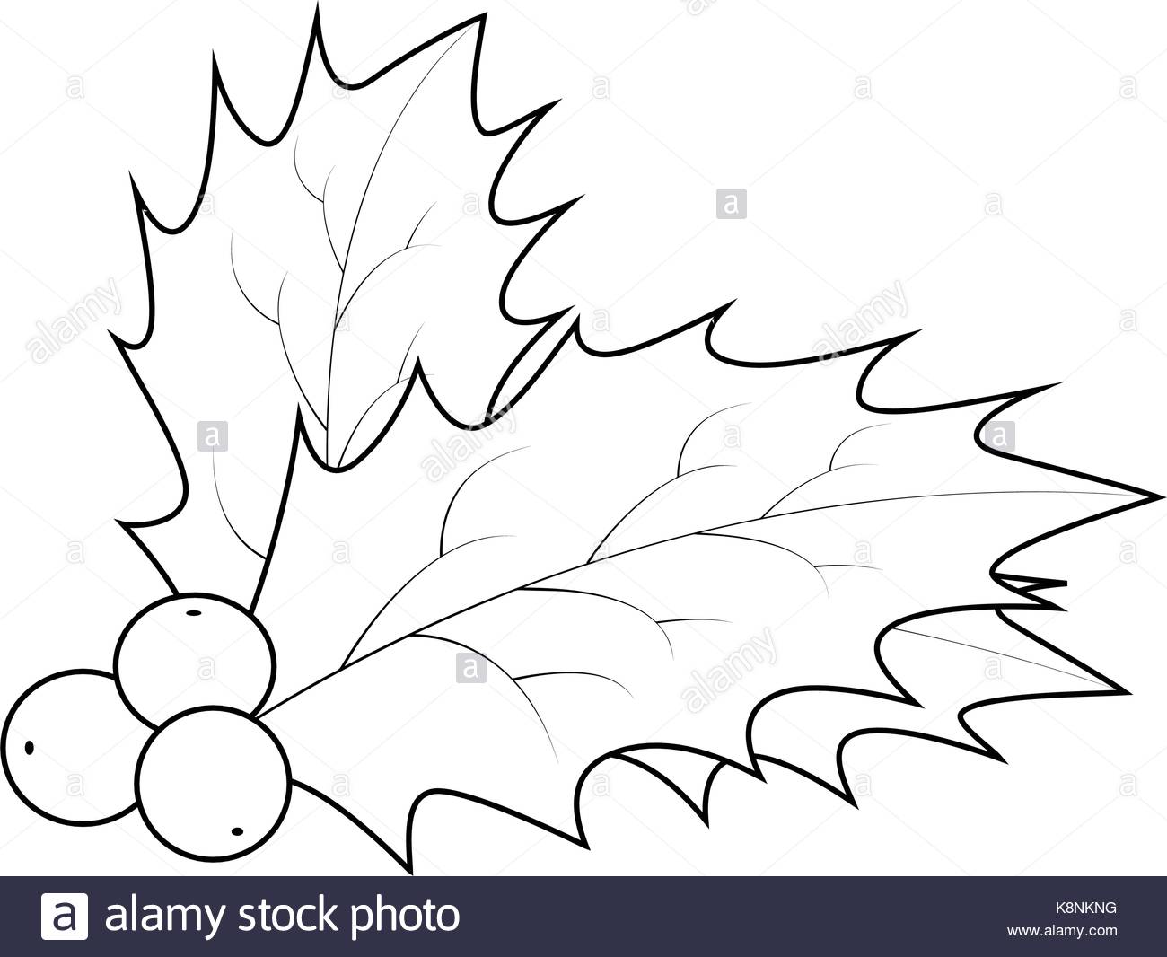 1300x1066 Holly Berries Black And White Stock Photos Amp Images