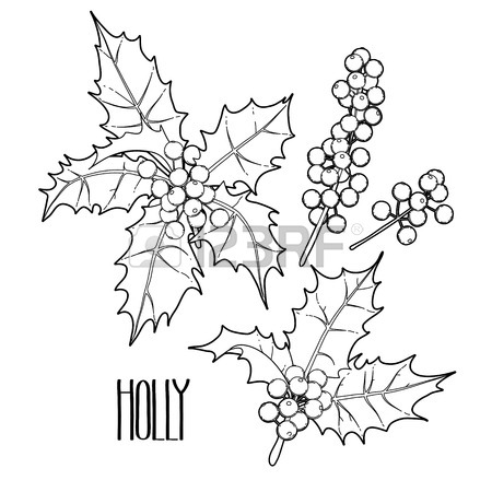 450x450 Christmas Collection Of Graphic Holly Leaves And Berries Drawn
