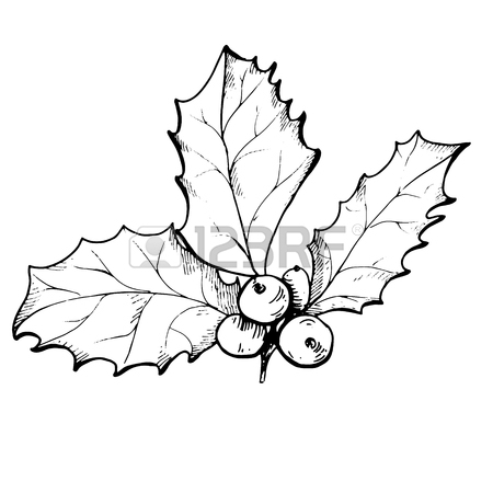 450x450 Vector Linear Drawing Of Christmas Holly Berry Isolated Royalty