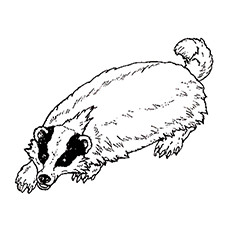 230x230 Honey Badger