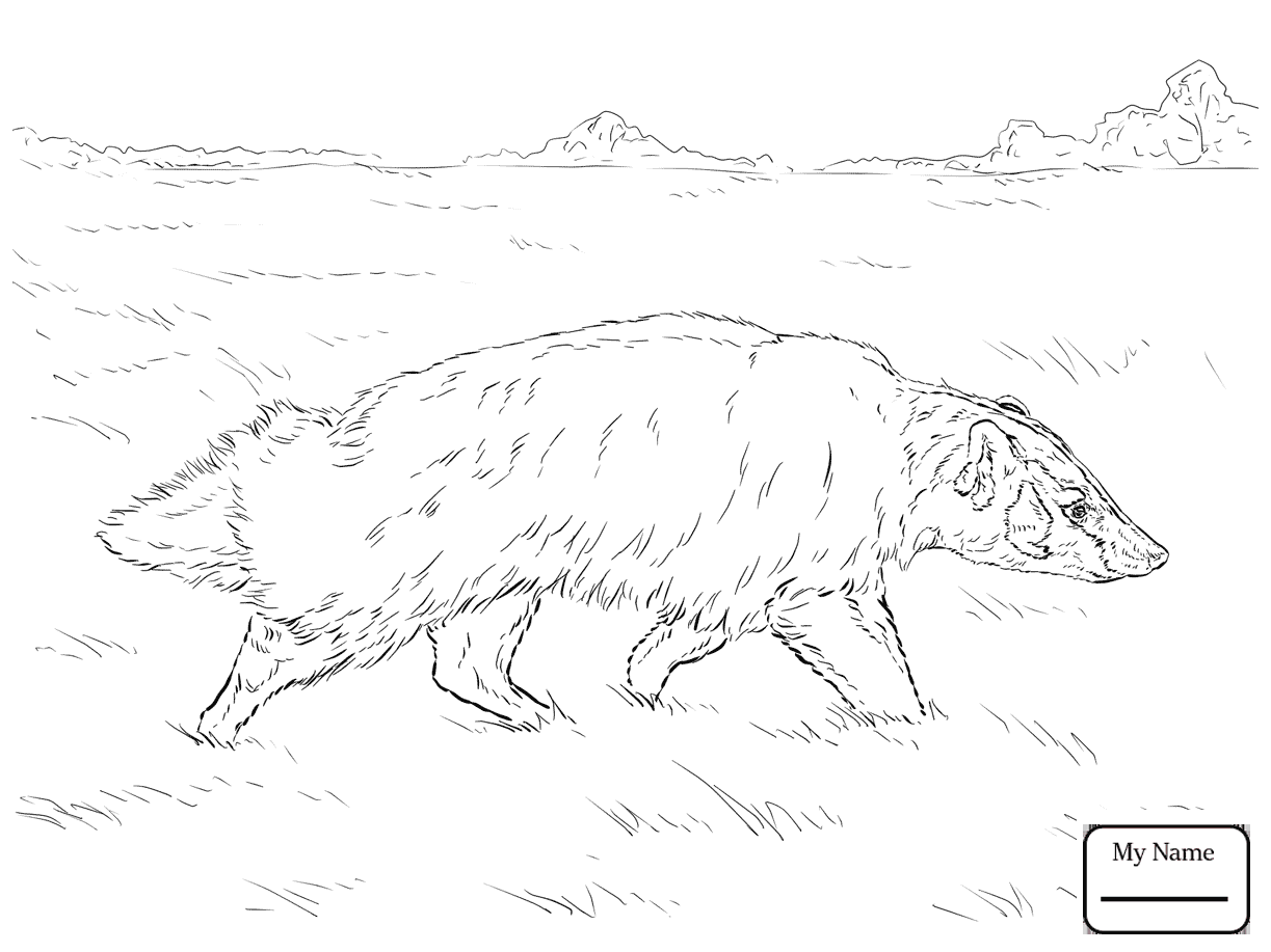 1223x917 Honey Badger Mammals Coloring Pages