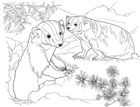 480x369 American Badgers In Garden Coloring Page Free Printable Coloring
