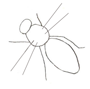 300x295 How To Draw A Honey Bee