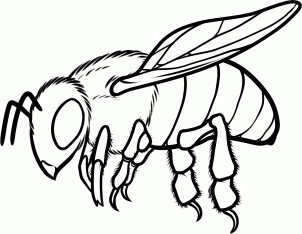 302x234 How To Draw A Honey Bee Step 10 Insects Bees