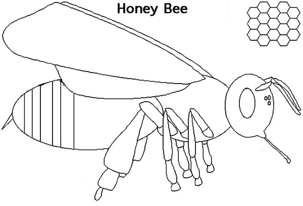 600x409 Drawing Honey Bee Coloring Pages Coloring Sky