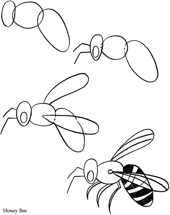 595x750 How To Draw Insects